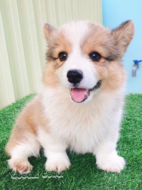 พ็อมโบรค คอร์กี้ ขนยาว (fluffy) เพศเมียพร้อมย้ายบ้านค่ะ