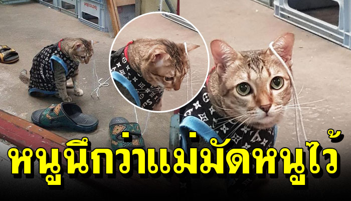 เจ้าเหมียวนั้งนิ่งไม่ขยับ 10 นาที จนเจ้าของสงสัยว่าทำไมเรียกไม่มา