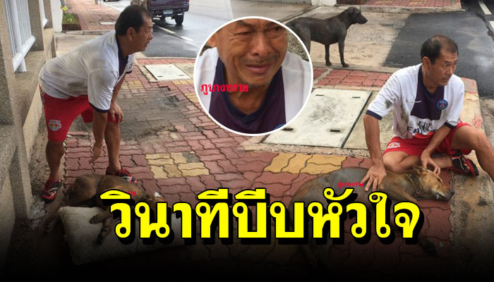 วินาทีบีบหัวใจ ลุงร้องไห้ หลังตูบจรถูกรถชน เพราะให้ข้าวน้ำทุกวัน