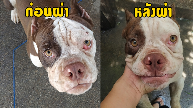 โรคเชอร์รี่ อาย (Cherry eye) โรคตาที่มักพบบ่อยในสุนัข