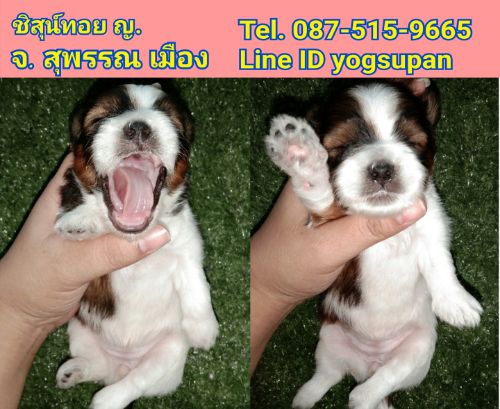 ชิสุน์ทอย เพศ หญิง