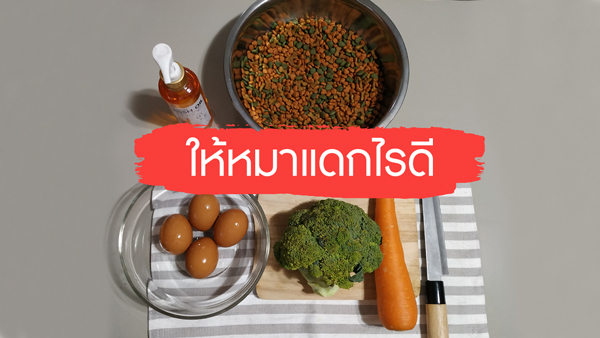 เมนูอาหารหมา ที่ช่วยบำรุงขน และผิวหนัง