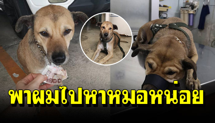 สาวโพสต์ สุนัขจร ที่ให้ข้าวให้น้ำ เดินคอตกคาบแบงค์พันมาให้ ขอให้ช่วยพาไป รพ.