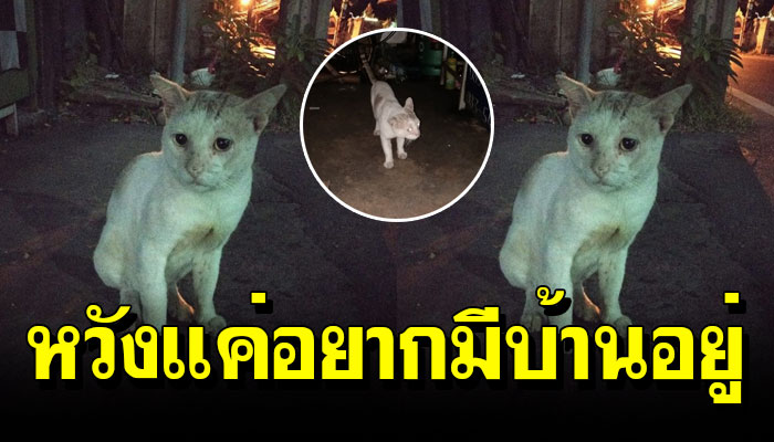 เจ้าเหมียวถูกทอดทิ้ง หากินยามดึก หวังอยากมีบ้านอยู่เหมือนแมวตัวอื่นๆ