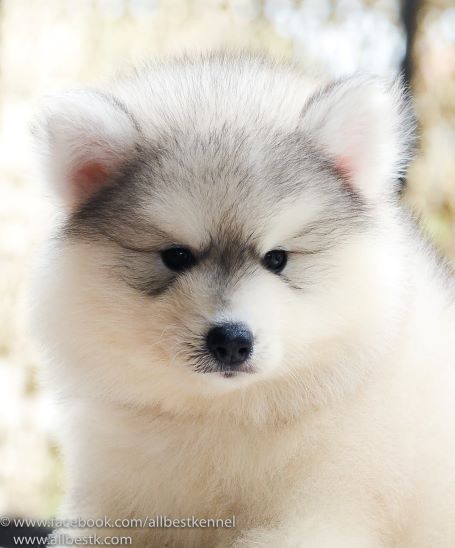 น้องหมาไซบีเรียนฮัสกี้ มาพร้อมแล้วหลสยคอก คัดเกรดมาทุกตัวเพื่อคุณ