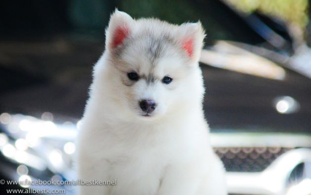 น้องหมาไซบีเรียนฮัสกี้ มาพร้อมแล้วหลสยคอก คัดเกรดมาทุกตัวเพื่อคุณ