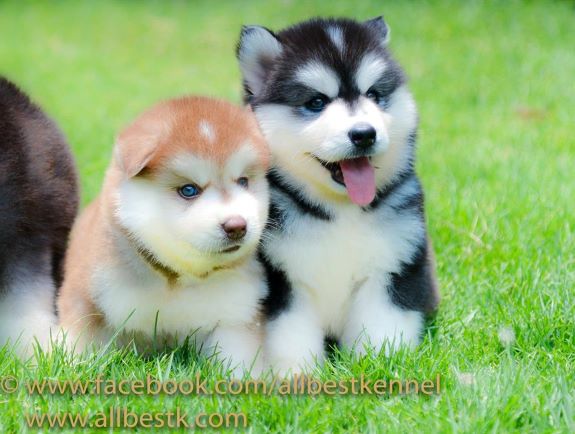 น้องหมาไซบีเรียนฮัสกี้ มาพร้อมแล้วหลสยคอก คัดเกรดมาทุกตัวเพื่อคุณ