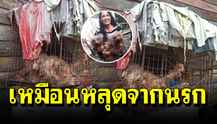 เจ้าตูบมีเจ้าของเหมือนไม่มี เลี้ยงในกรง24ชม ตากแดดตากฝนข้าวหกวันไม่ได้กิน