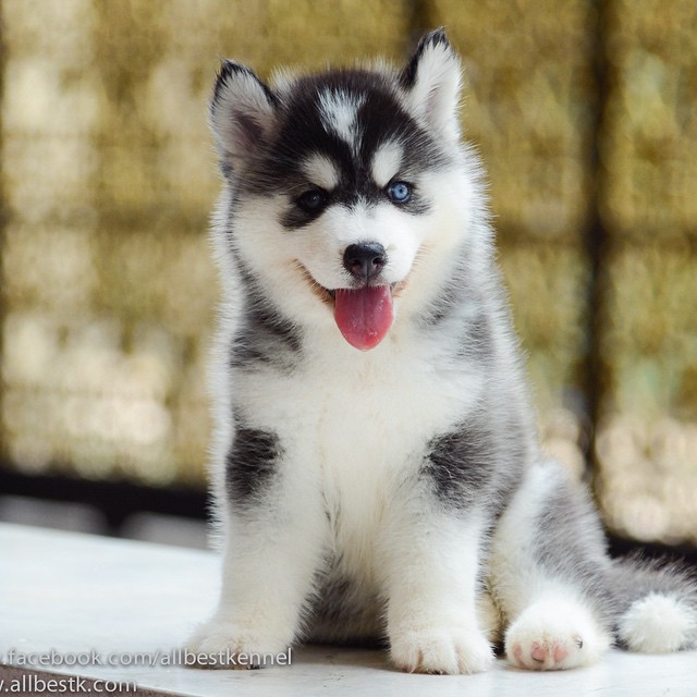 ฟาร์มไซบีเรียนอันดับ1 ในประเทศไทยAllbest kennel คัดคุณภาพเกรดดีที่สุด