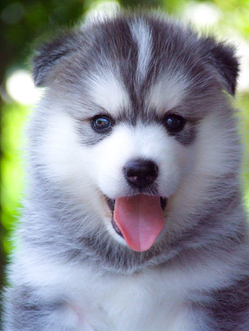 ฟาร์มไซบีเรียนอันดับ1 ในประเทศไทยAllbest kennel คัดคุณภาพเกรดดีที่สุด