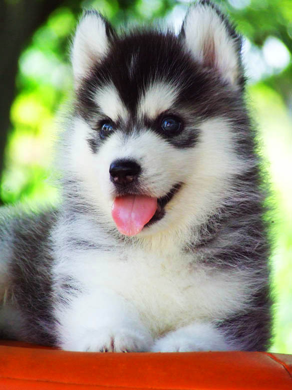 ฟาร์มไซบีเรียนอันดับ1 ในประเทศไทยAllbest kennel คัดคุณภาพเกรดดีที่สุด