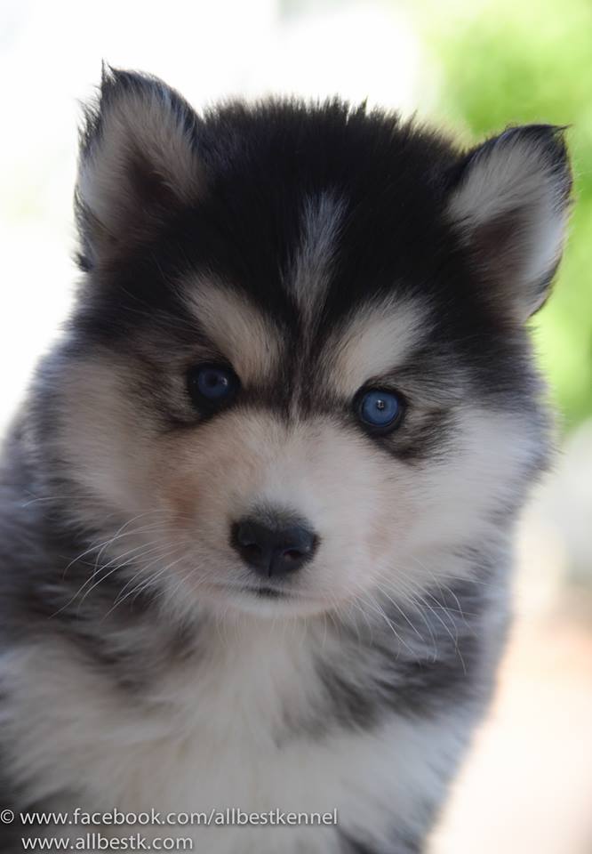 ฟาร์มไซบีเรียนอันดับ1 ในประเทศไทยAllbest kennel คัดคุณภาพเกรดดีที่สุด
