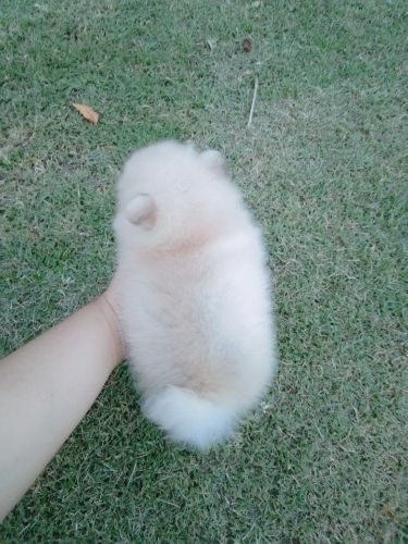 ปอม ปอม เพศ เมีย  พร้อมย้ายบ้านราคาเบาเบา