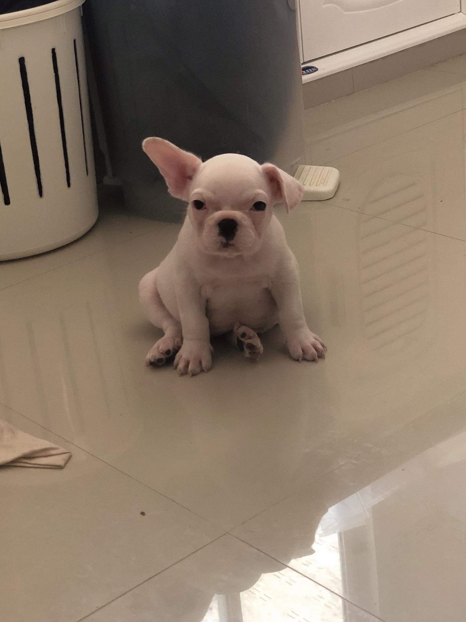 ขายลูกหมาเฟสบูลด็อก