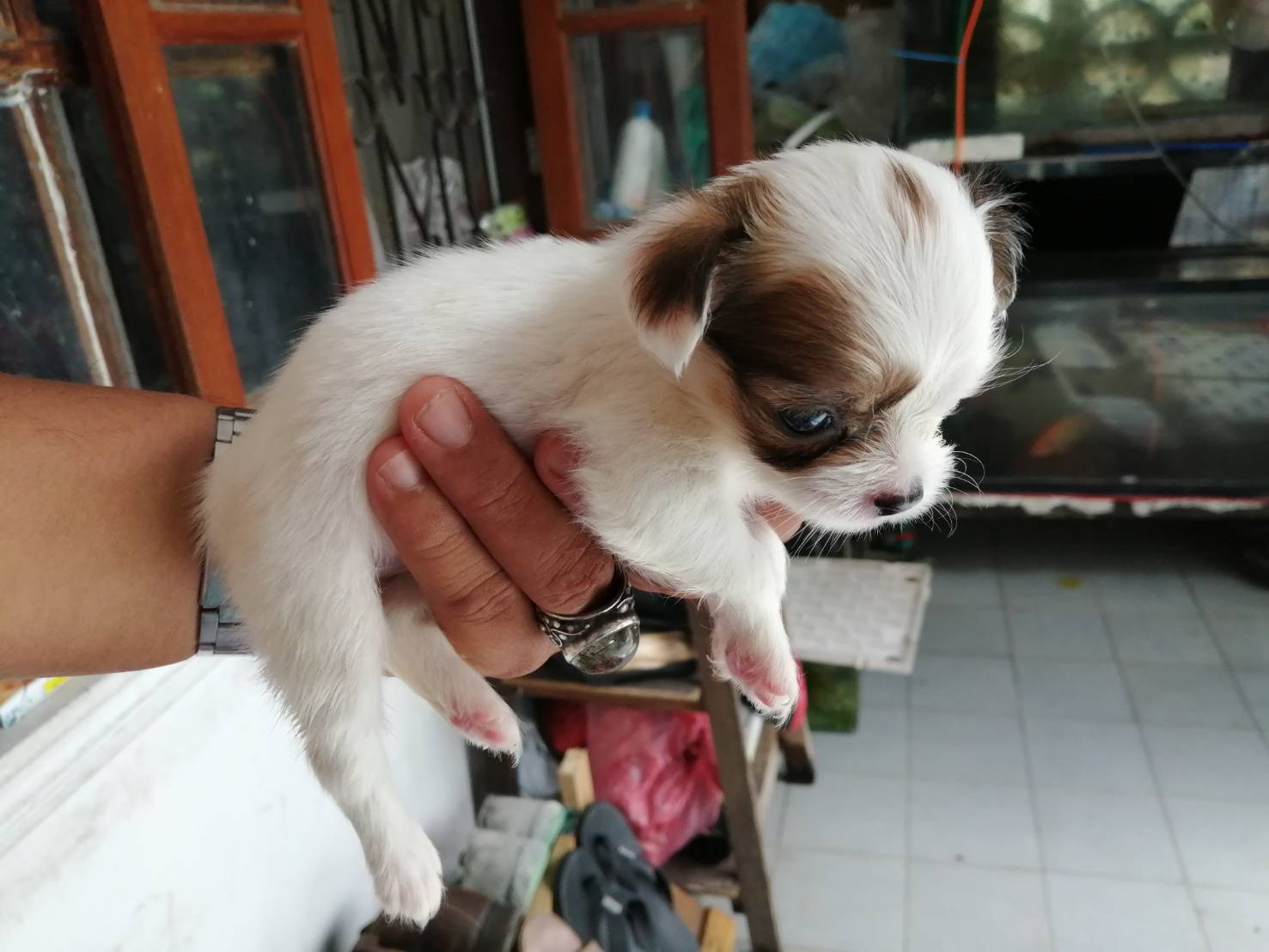 ขายลูกชิวาว่าหมาบ้านเลี้ยงเอง