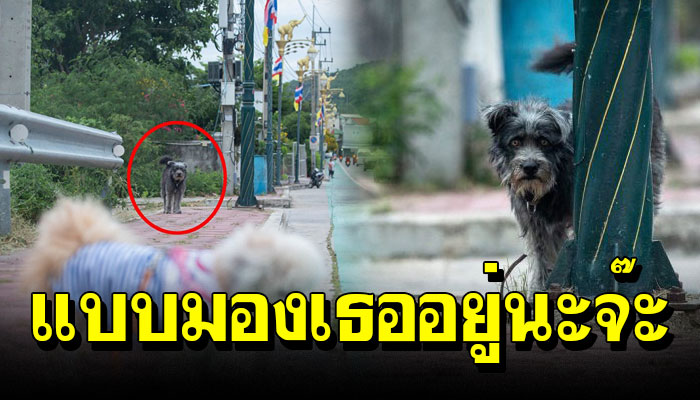 แอบชอบอยู่นะจ๊ะ หนุ่มพาตูบสาวไปเดินเล่น แต่สายตาไม่ห่างพบตูบจรกำลังจ้องอยู่