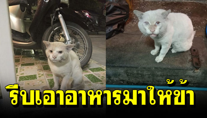 เจ้าเหมียวนั้งนิ่ง จ้องตาอ้อนขอเห็นใจมา เก็บค่าคุ้มครองหวังอาหารติดท้อง