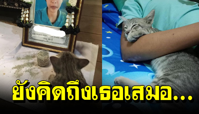 เจ้าเหมียวนั้งเฝ้ารูปเจ้าของ ที่จากไปไม่ห่าง เพราะคิดถึง