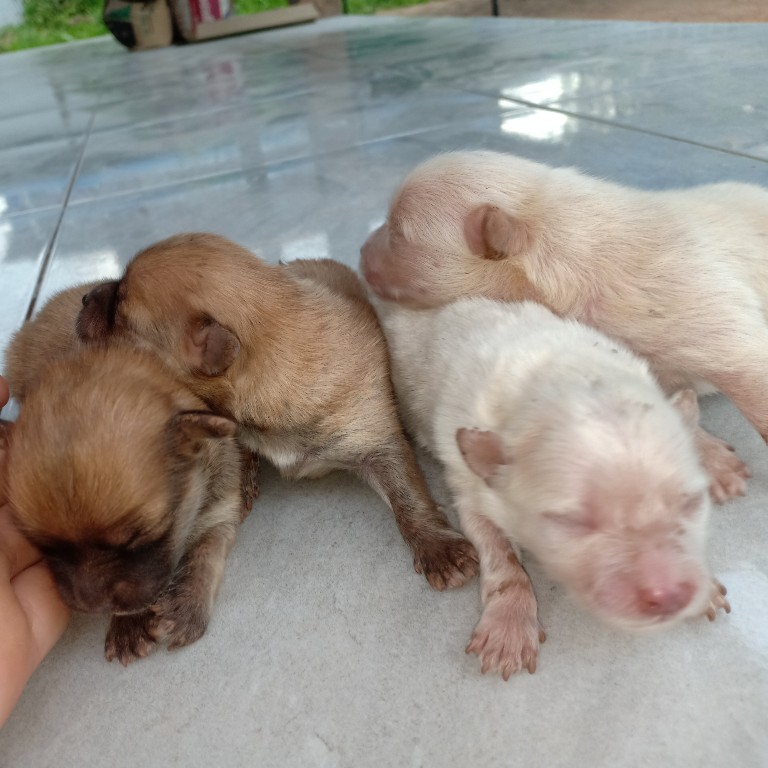 เปิดจองน้องหมาพันธ์ปอมๆอายุได้ 15 วัน