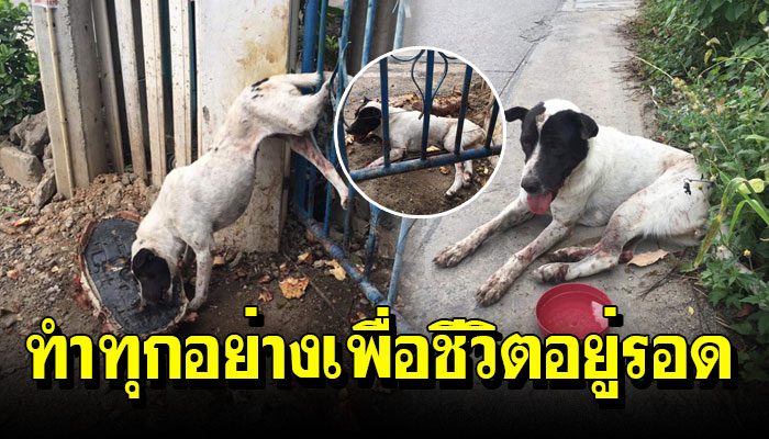 เจ้าตูบแอบเข้า มาหาอาหารกินในบ้าน ตัวติดรั้วแผลทั่วตัว หวังแค่เศษอาหาร