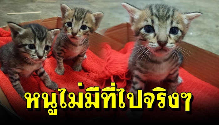 หนุ่มโพสต์ แมวแอบคลอดลูกไว้บนฝ้าเพดาน แถวบ้านมีแต่หมา หนูไม่มีที่ไปจริงๆนะ