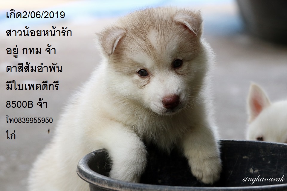 ขาย ไซบีเรียน ฮัสกี้,  กทม  มารับเองลดได้ครับ มีใบเพตดีกีรับลอง ขาย หมาไซบีเรียน