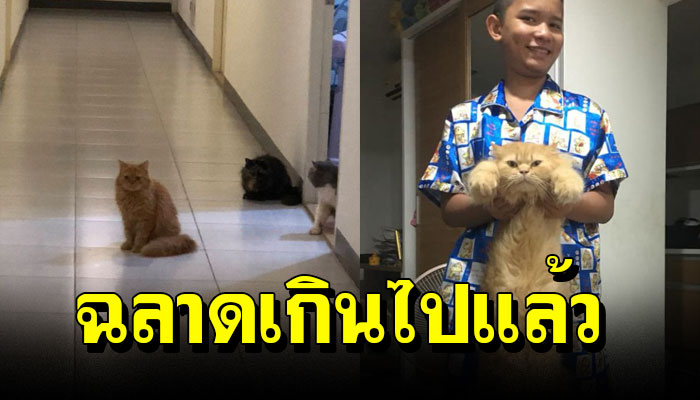 สาวเลี้ยงแมวบนคอน ปิดประตูสนิท แต่แมวออกมาได้ จนต้องเปิดดูกล้องถึงรู้ความจริง