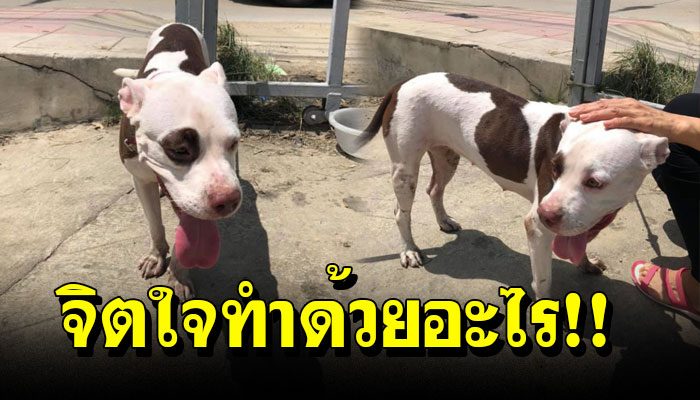 พิทบูลถูกมัดทิ้งเอาไว้กับรั้วข้างถนนยืนตากแดดนานครึ่งวัน น้ำสักหยดก็ไม่มีให้กิน