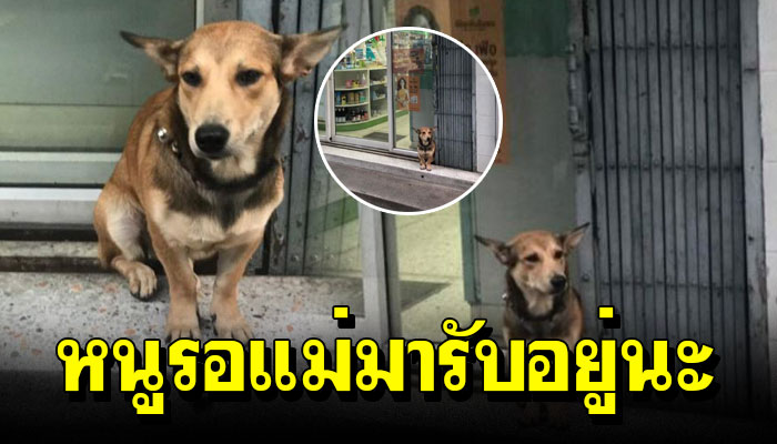 เจ้าตูบ นั่งคอยเจ้าของกลับมารับ นั่ง 2 ชั่วโมงแล้ว ไม่ยอมขยับตัวไปไหน หนูรอแม่นะ
