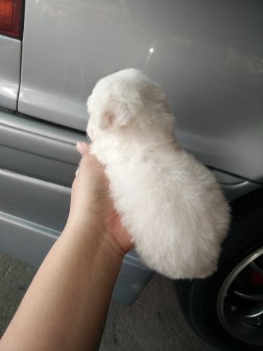 พุดเดิ้ลทอย เพศ ช. สีขาว. กำลัง น่ารักตัวเล็กๆ พร้อมย้ายบ้าน