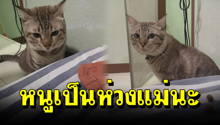 เจ้าเหมียวเป็นห่วงแม่มาก แม่ลุยไม่ได้ เอาอาหารเม็ดมาให้กลัวแม่หิว น่ารักมาก