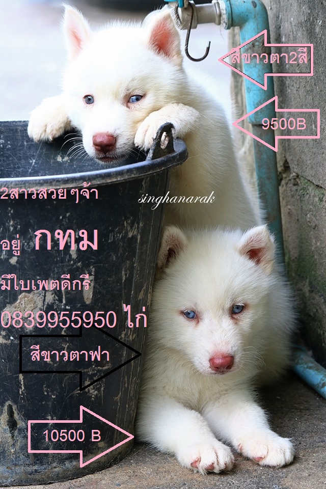 ขาย ไซบีเรียน ฮัสกี้,  กทม  มารับเองลดได้ครับ มีใบเพตดีกีรับลอง