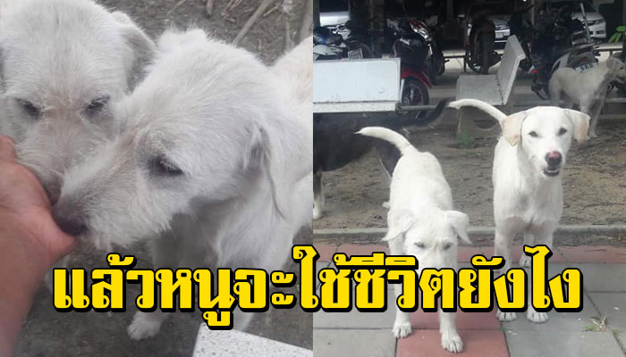 จิตใจทำด้วยอะไร!! หลังถูกสั่งห้ามไม่ให้อาหาร เดินมาเลียมือนึกว่ามีกินเหมือนเดิม