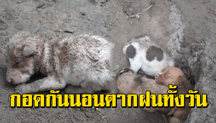 เจ้าตัวนอนกอดกันด้วยความหนาว หลังฝนก็ตกหนักไร้ร่มเงา นอนในบ่อขยะ