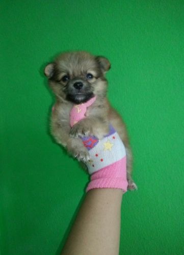 ชิวาวาขนยาว. ช. ตัวเล็ก ราคา เบา แบ่งกันเลี้ยง