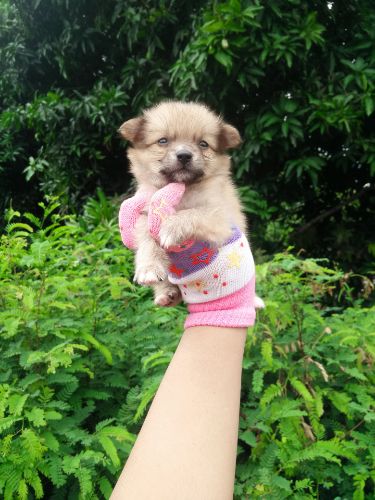 ชิวาวาขนยาว  กำลัง น่ารัก ตัวเล็กๆ เพศ ช. ราคา เบา