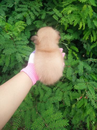 ชิวาวาขนยาว  กำลัง น่ารัก ตัวเล็กๆ เพศ ช. ราคา เบา