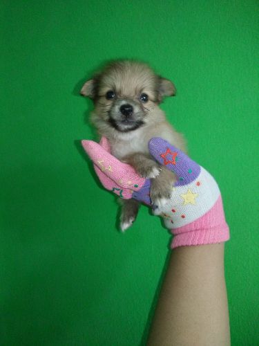 ชิวาวาขนยาว  กำลัง น่ารัก ตัวเล็กๆ เพศ ช. ราคา เบา