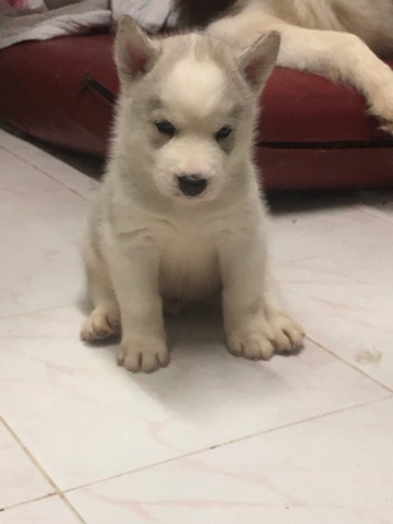 ลูกสุนัขไซบีเรียนฮัสกี้แท้100% ราคาไม่แพง