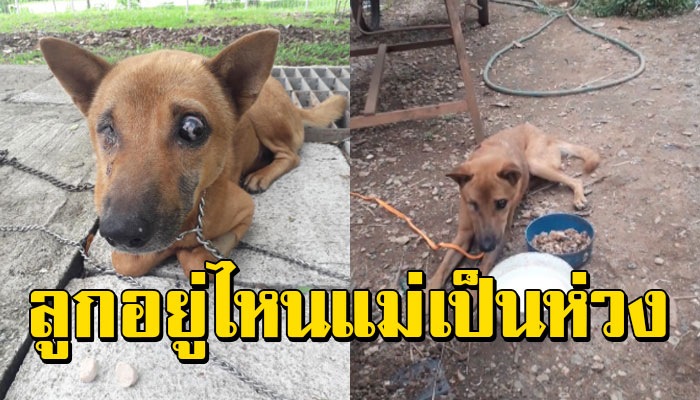 เจ้าตูบตาบอดมองไม่เห็น แอบกัดเชือกหายตัวไป ไม่รู้จะอยู่ยังไงหากินเองก็แสนลำบาก