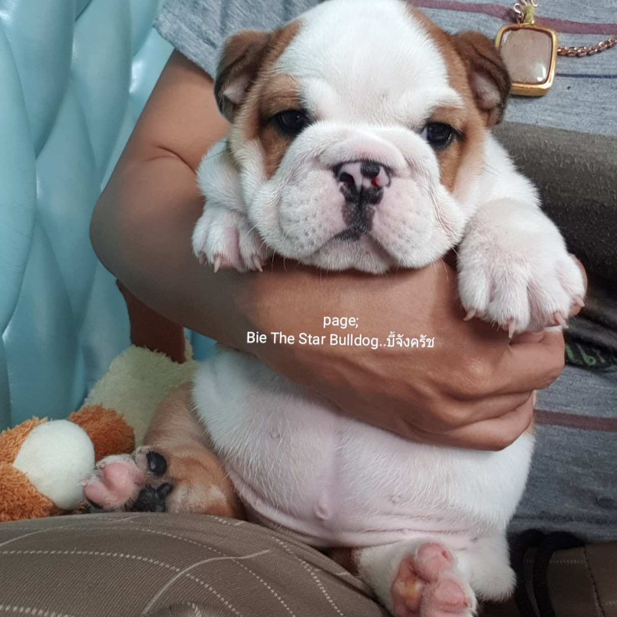 ขายหมาบูลด๊อก