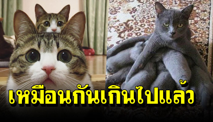 เปิด 20 ภาพครอบครัวแมวเหมียว ที่เหมือนกันเป็นอย่างมาก
