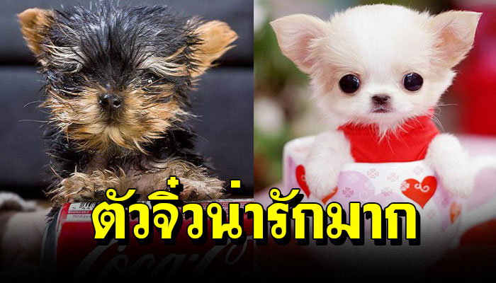 20 ภาพสุนัขจิ๋วฉบับกระเป๋า ที่ดูแล้วน่ารัก ดีต่อใจจริงๆ