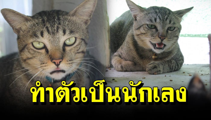 แมวมาทำตัวเป็นเจ้าของบ้าน แอบขโมยข้าวแมวที่บ้านจนแมวที่บ้านผอม นักเลงสุดๆ