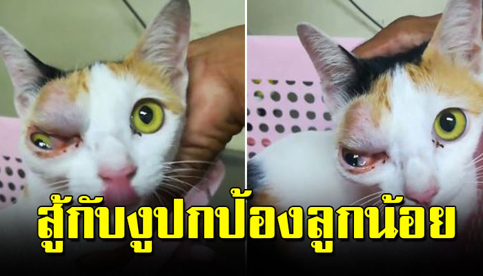 แม่เหมียวสู้กับงูปกป้องลูกน้อย ไม่ทันระวังโดนชกเสียเอง เจ้าของจนไร้เงินรักษา