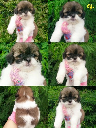 ชิสุน์ เพศ. ญ.  สุขภาพแข็งแรง ราคา 2900