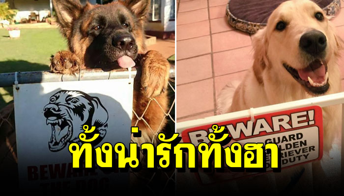เปิด 15 ป้าย "อันตรายหมาดุ" ที่ดูแล้วขำจนท้องแข็ง