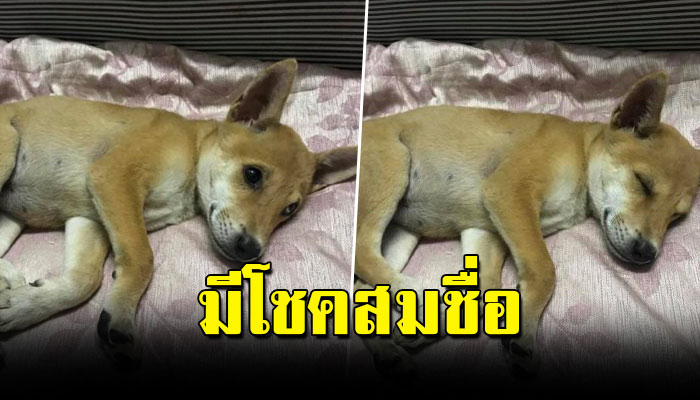 "น้องมีโชค"เจ้าตูบน้อยที่วิ่งตัดหน้ารถไปกลางถนน และชีวิตของน้องก็เปลี่ยนไปตลอด