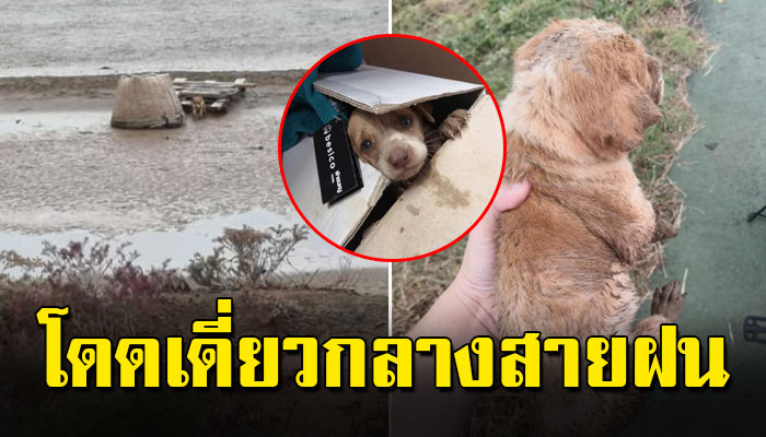 เจ้าตูบตัวเล็ก โดดเดี่ยวอยู่กลางทุ่งนากับชีวิตที่ไม่เหลือใคร