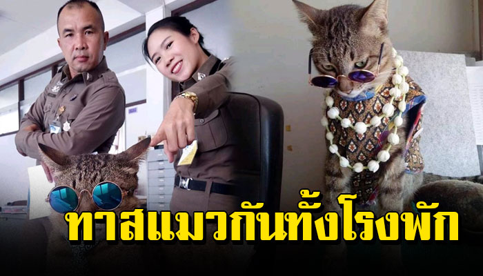 กลายเป็นทาสแมวกันทั้งโรงพัก หลังมีแมวจรมาขอนอนอาศัยแถมสาวๆที่นี่ติดพี่แกกันตรึม